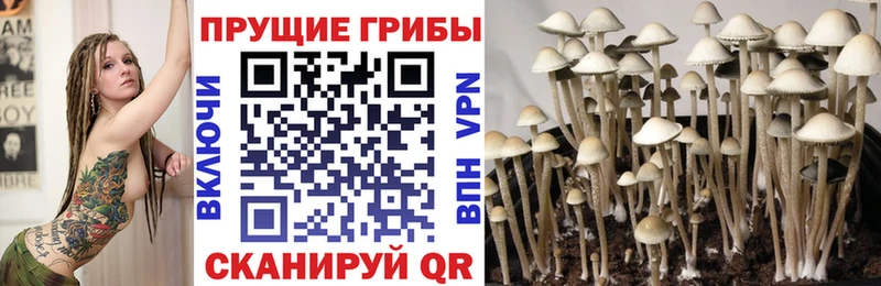 где купить наркоту  Усмань  Псилоцибиновые грибы Cubensis 